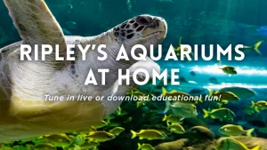 Ripley's Aquarium at home graphic with sea turtle and fish image