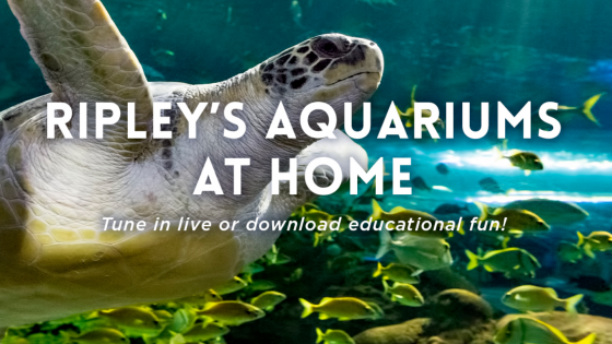 Ripley's Aquarium at home graphic with sea turtle and fish image