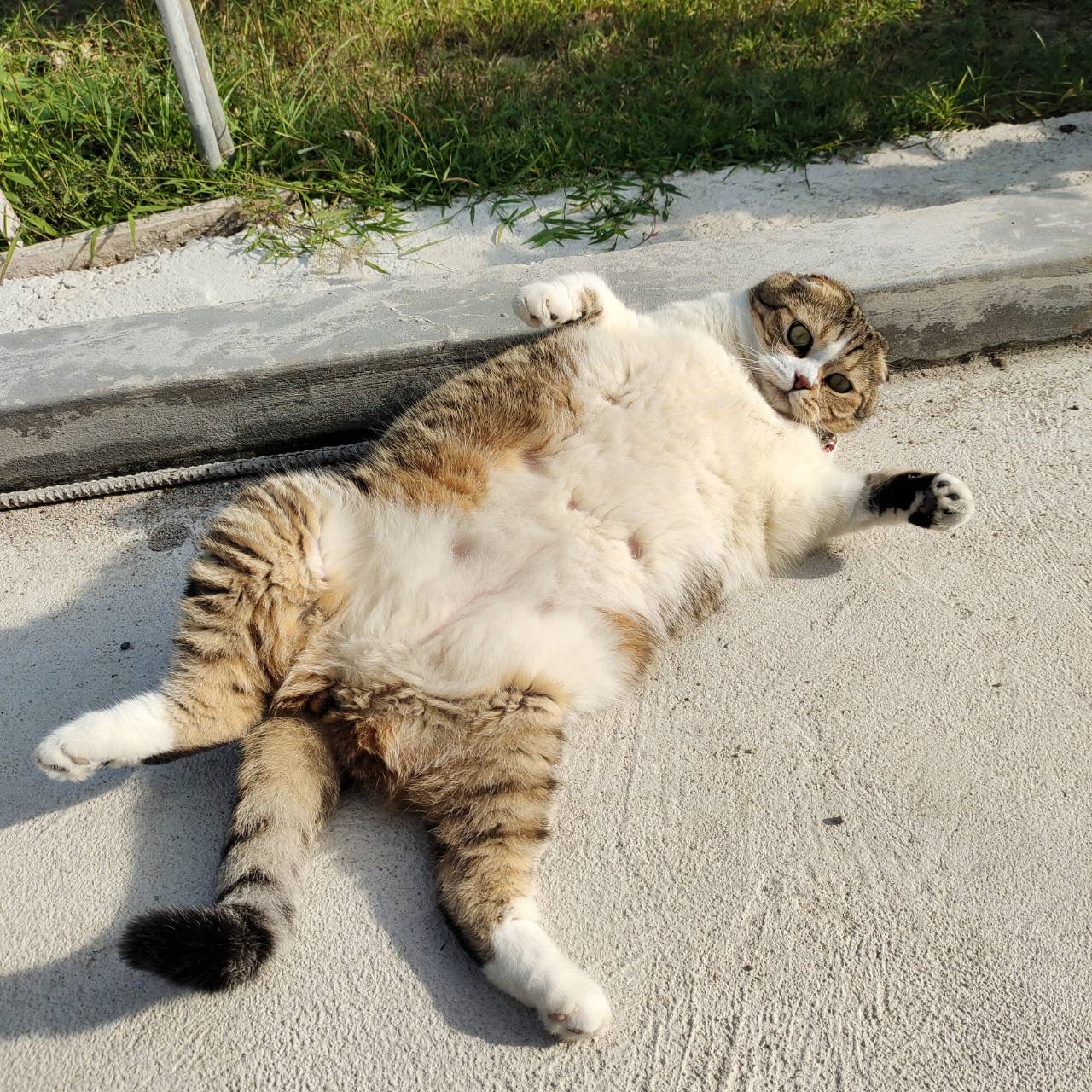 A photo of Nok's cat lying on its back